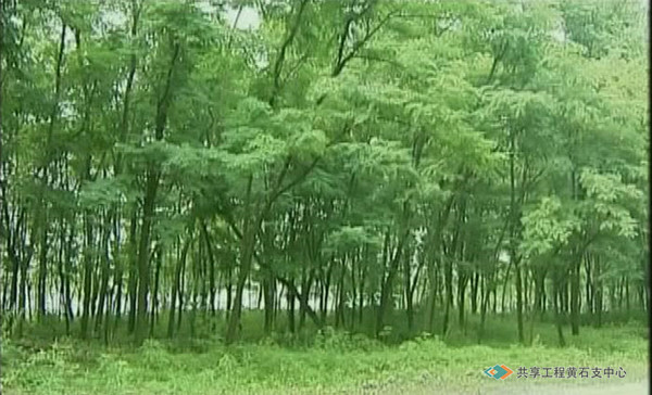 大冶铁矿在东露天采场乱石滩上进行绿化后的场景