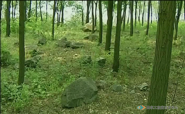 大冶铁矿在东露天采场乱石滩上进行绿化后的场景
